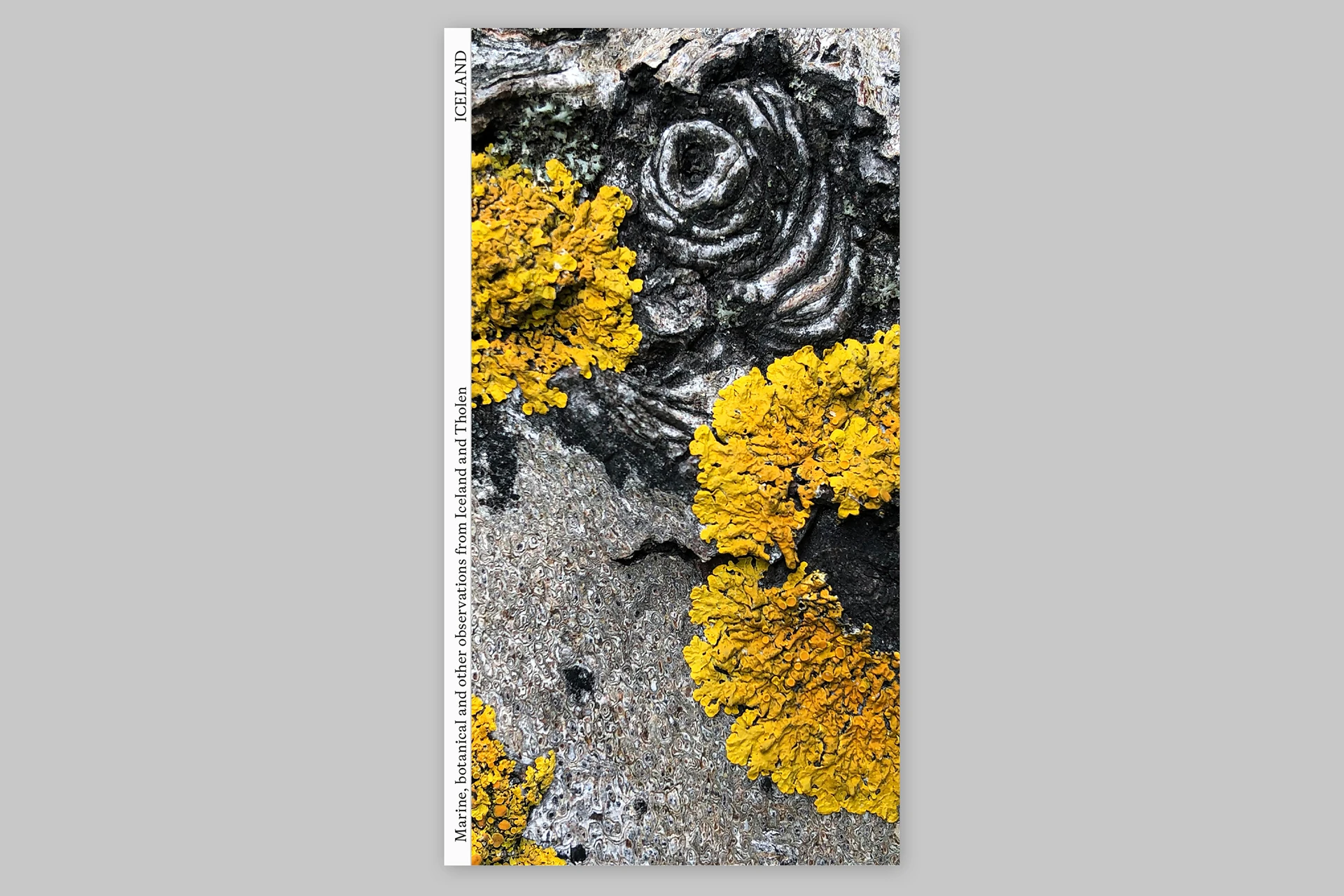Island Findings – Marine, botanical and other observations from Iceland and Tholen - The Eriskay Connection